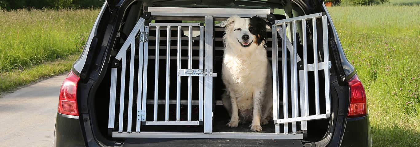 Pet owner safely securing their dog in the car, following guidelines from Get Drivers Ed.