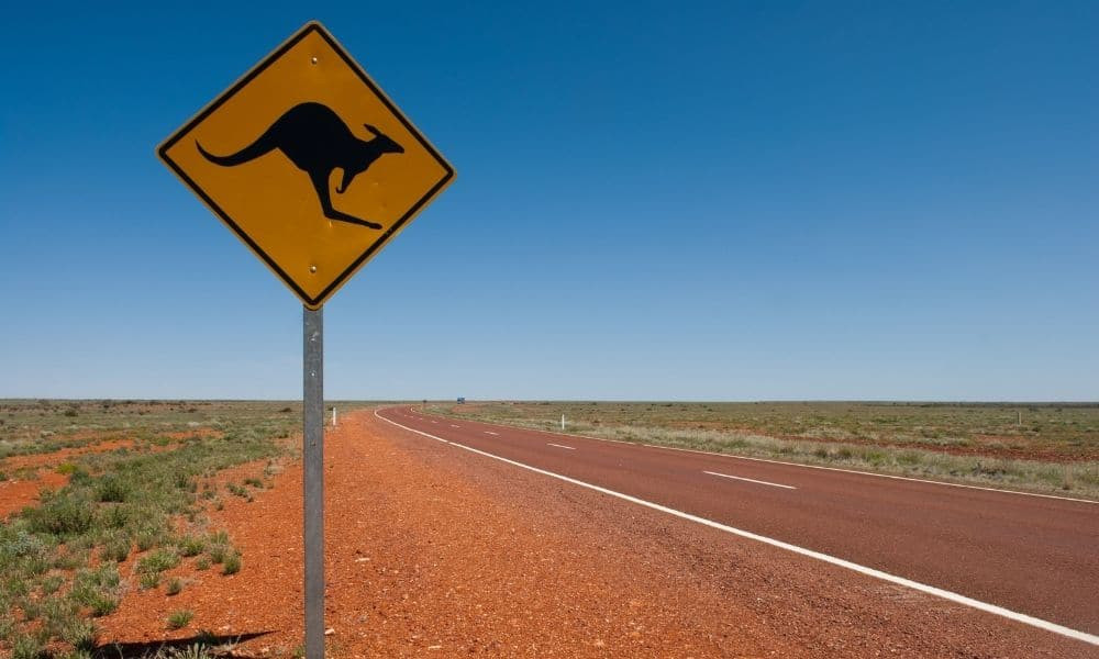 Cautionary Wildlife Crossing Sign on Road