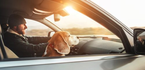 Pet owner safely securing their dog in the car