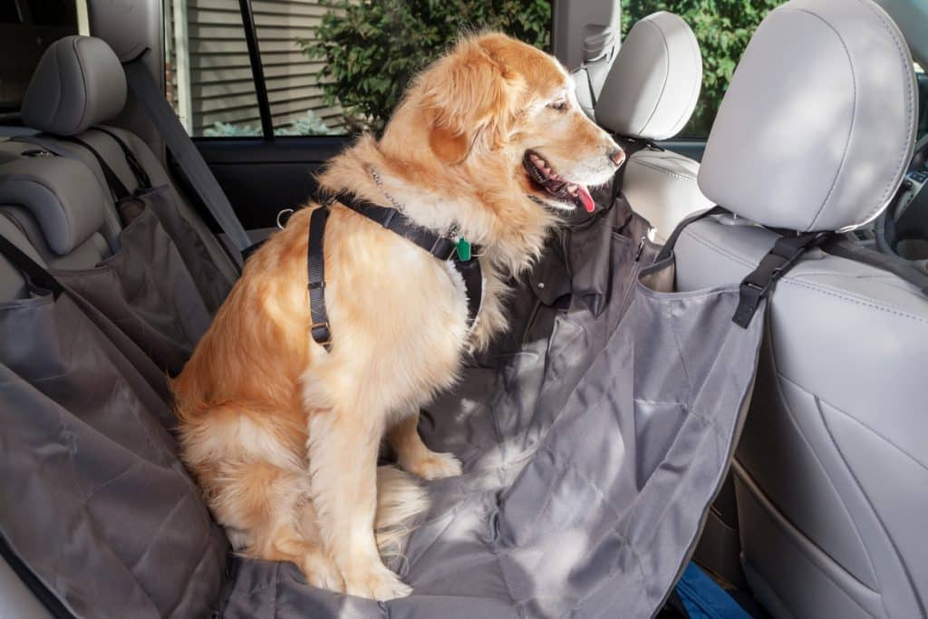 Secured Pet in the Backseat of a Car