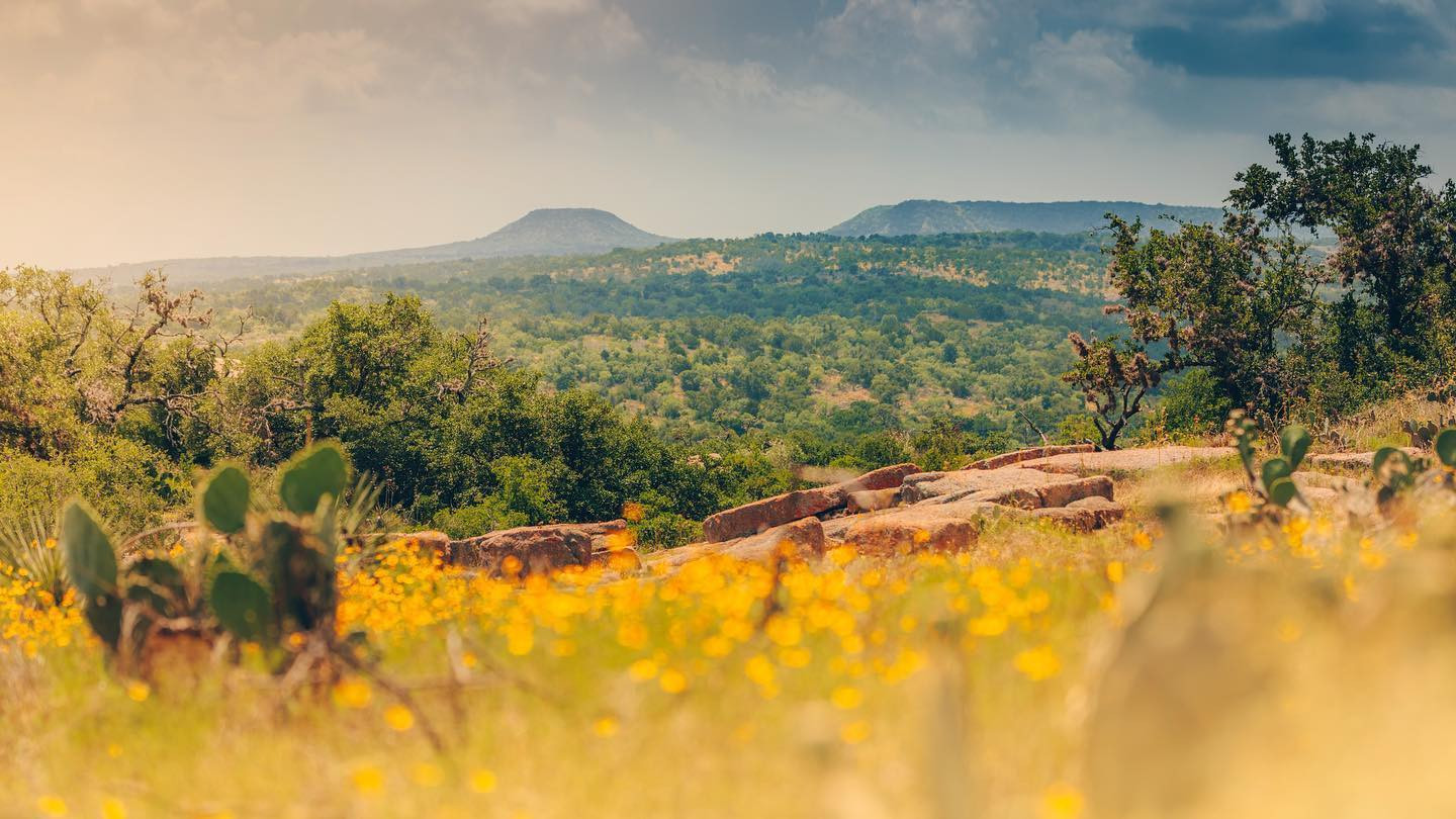 Hill Country Road Surrounded by Wildflowers