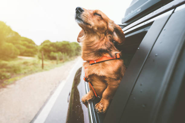 Driver and pet safely traveling together in a car, following tips from Get Drivers Ed